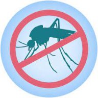mosquito