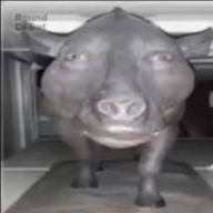 Kambino Casado