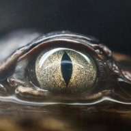 glimpse