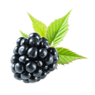 Blackberry