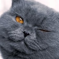 Котяра