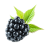 Blackberry