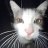 cat gaming